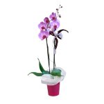 Phaleonopsis orchid plant