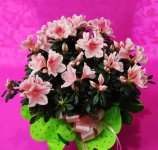 Azalea