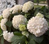 Ortensia bianca