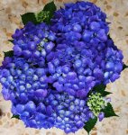 ORTENSIA BLU´