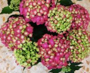 ORTENSIA ROSA CARICO