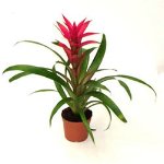 Guzmania