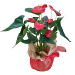 Anthurium plant