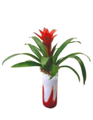 Guzmania (Misura media)