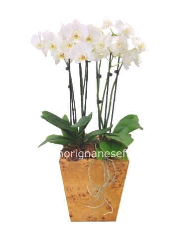 Pianta di phaleonopsis a 2 steli con vaso in ceramica
