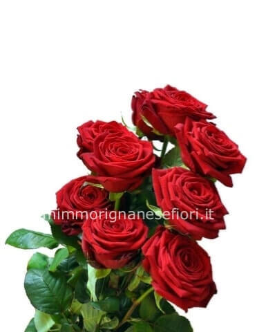 Rose rosse da comporre in mazzo per numero di steli.(Minimo 5 steli)