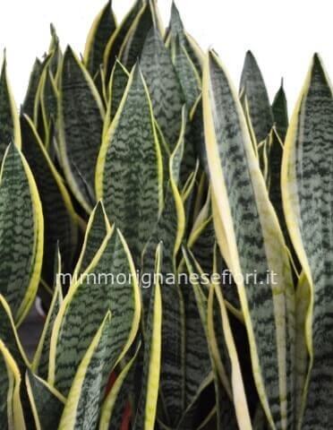 Sanseveria cm. 30