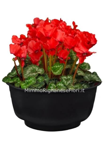 Pianta di ciclamino conf. con cesto in vimini o vaso in. ceramcaica.