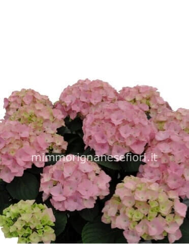 Pianta di ortensia.