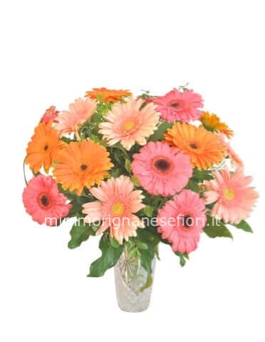 Bouquet con 7 gerbere colorate (Misura base)