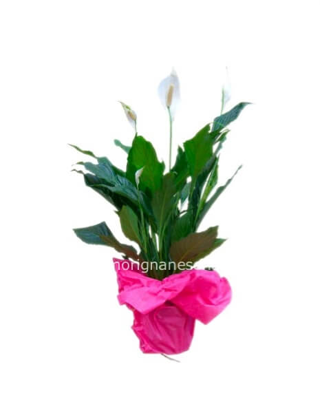 Pianta di Spathifillum  fiorita