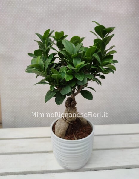 Pianta bonsai ficus con vaso in ceramica