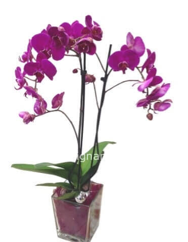Pianta di phaleonopsis a 2 steli (con vaso in ceramica)