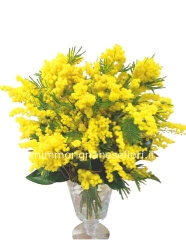 Bouquet di mimosa