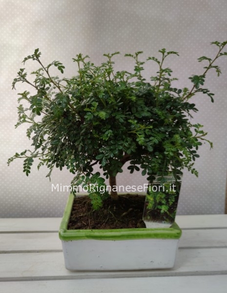 Pianta di bonsai Pistacia con vaso in ceramica