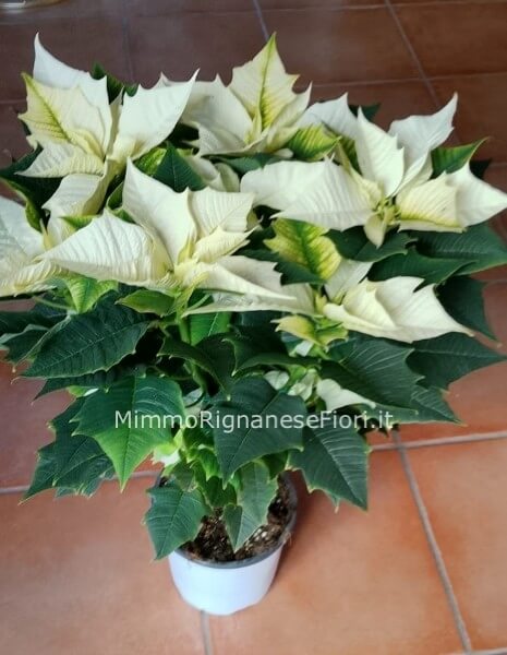 Stella di Natale bianca