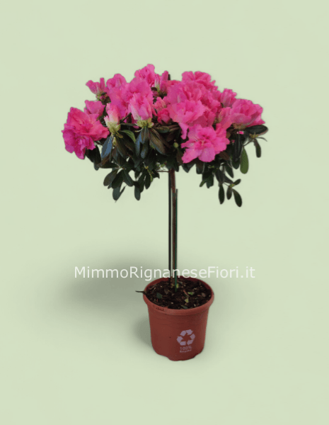 Azalea alberello